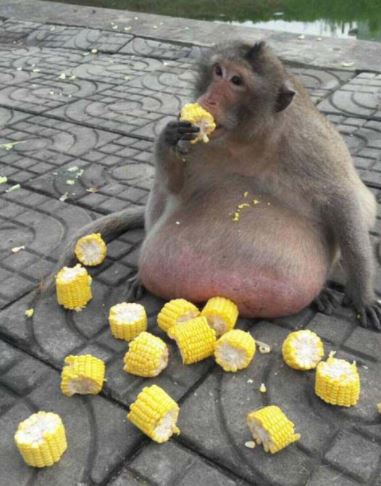 selalu diberi makanan ringan, monyet dikhuatiri mati kerana terlalu gemuk