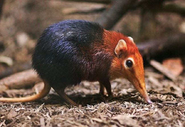 here are some facts about the black shrew, the endangered species you never knew existed!