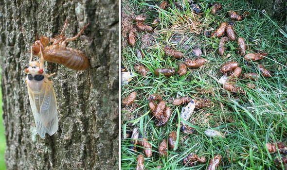 lepas 17 tahun, berbilion telur mahkuk ini akan menetas!