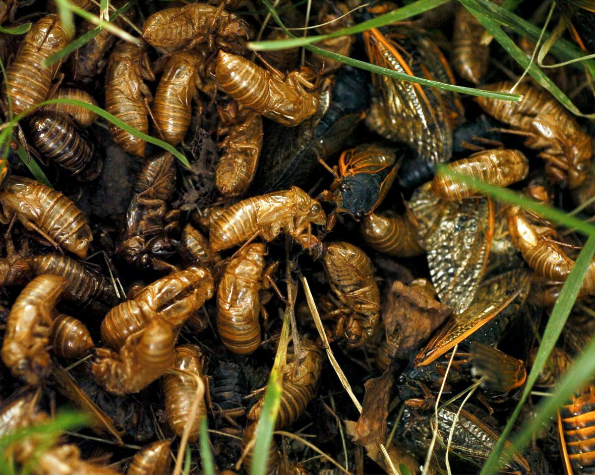 lepas 17 tahun, berbilion telur mahkuk ini akan menetas!