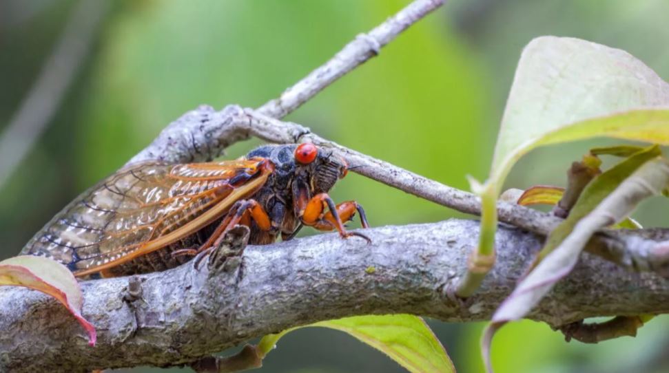 lepas 17 tahun, berbilion telur mahkuk ini akan menetas!