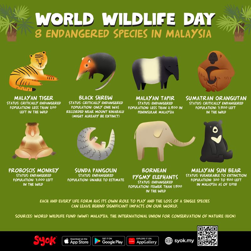 here are some facts about the black shrew, the endangered species you never knew existed!