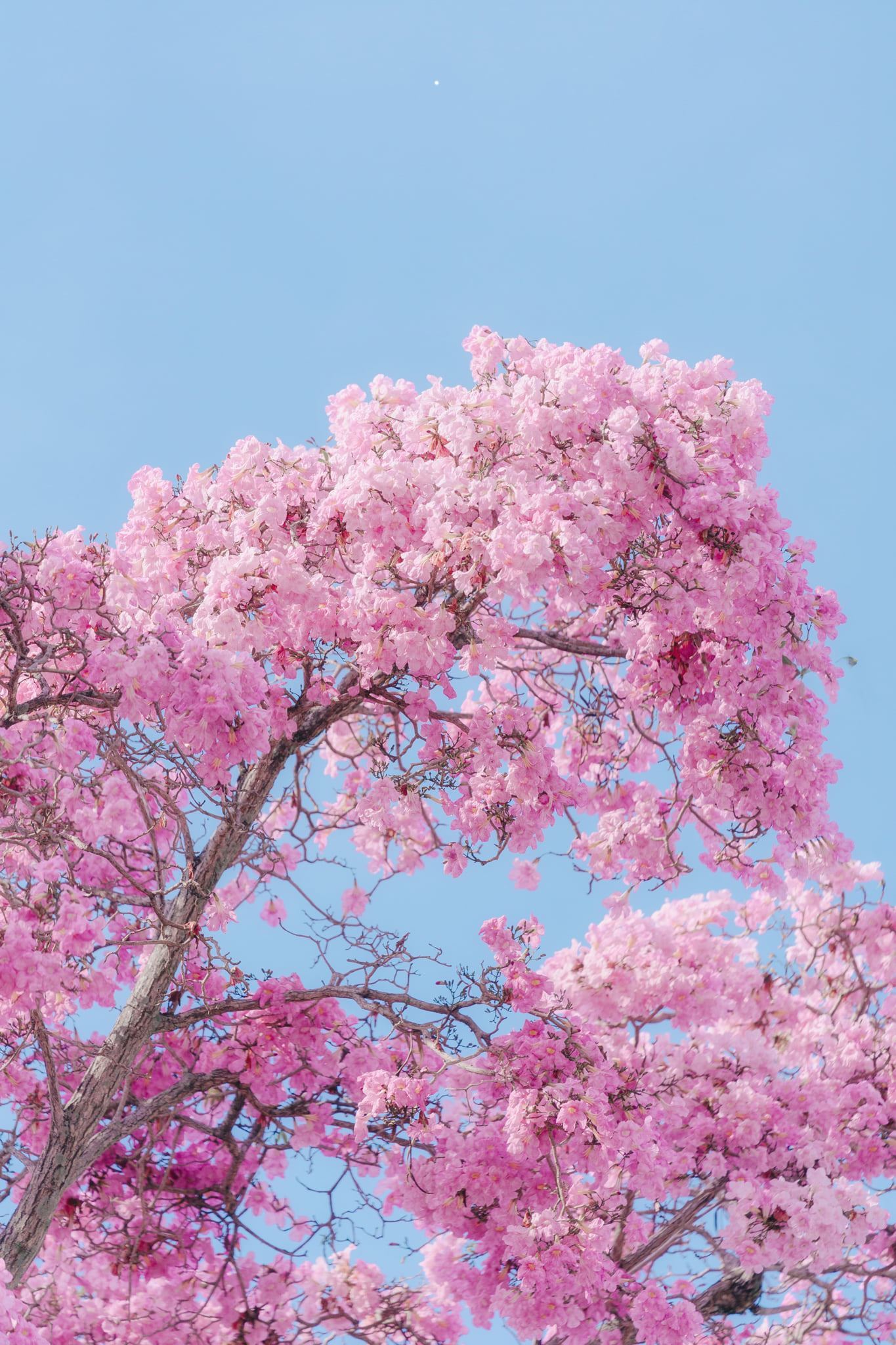 cherry blossoms in malaysia! here’s where you can find the sakura trees!