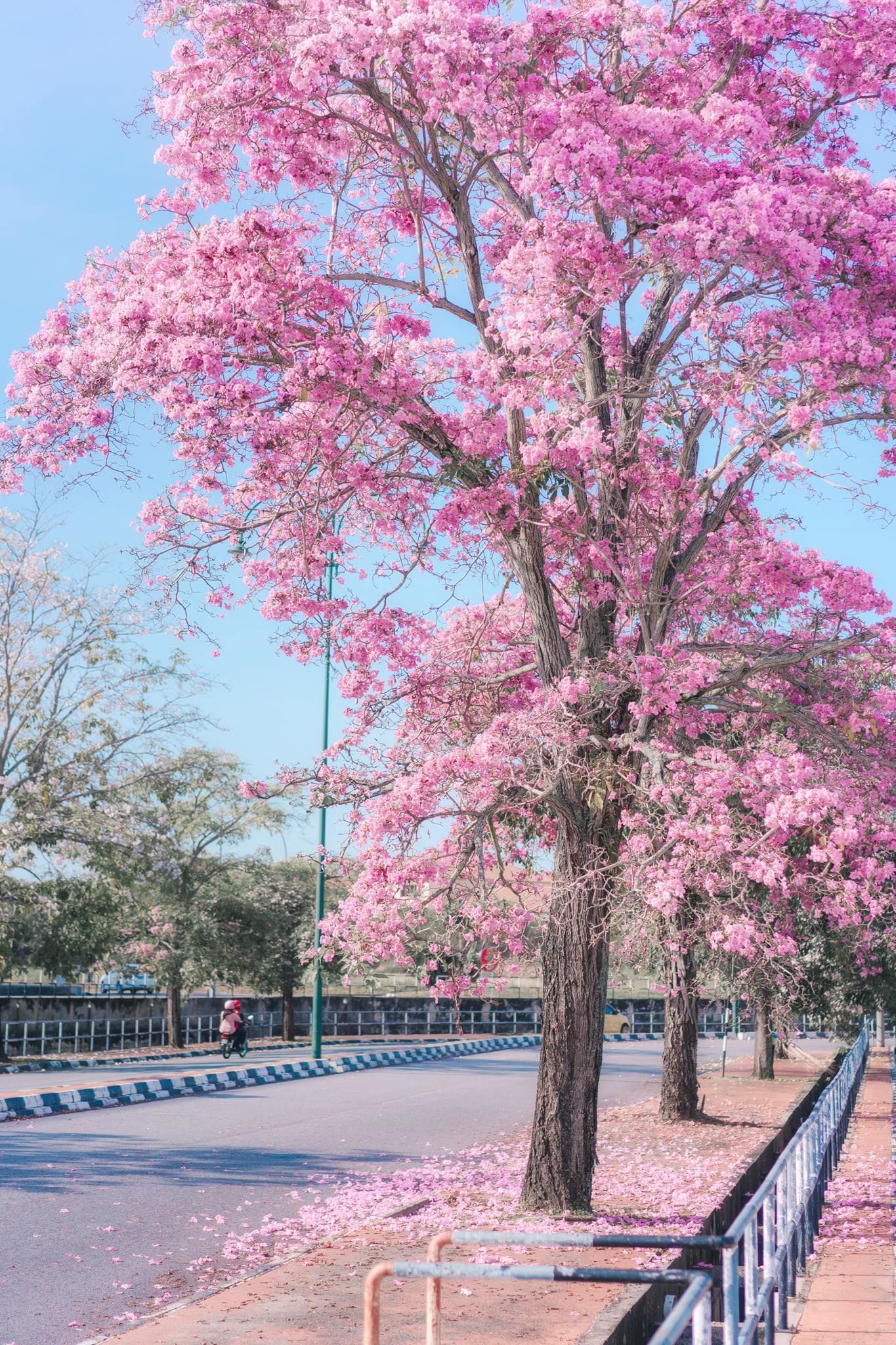 cherry blossoms in malaysia! here’s where you can find the sakura trees!