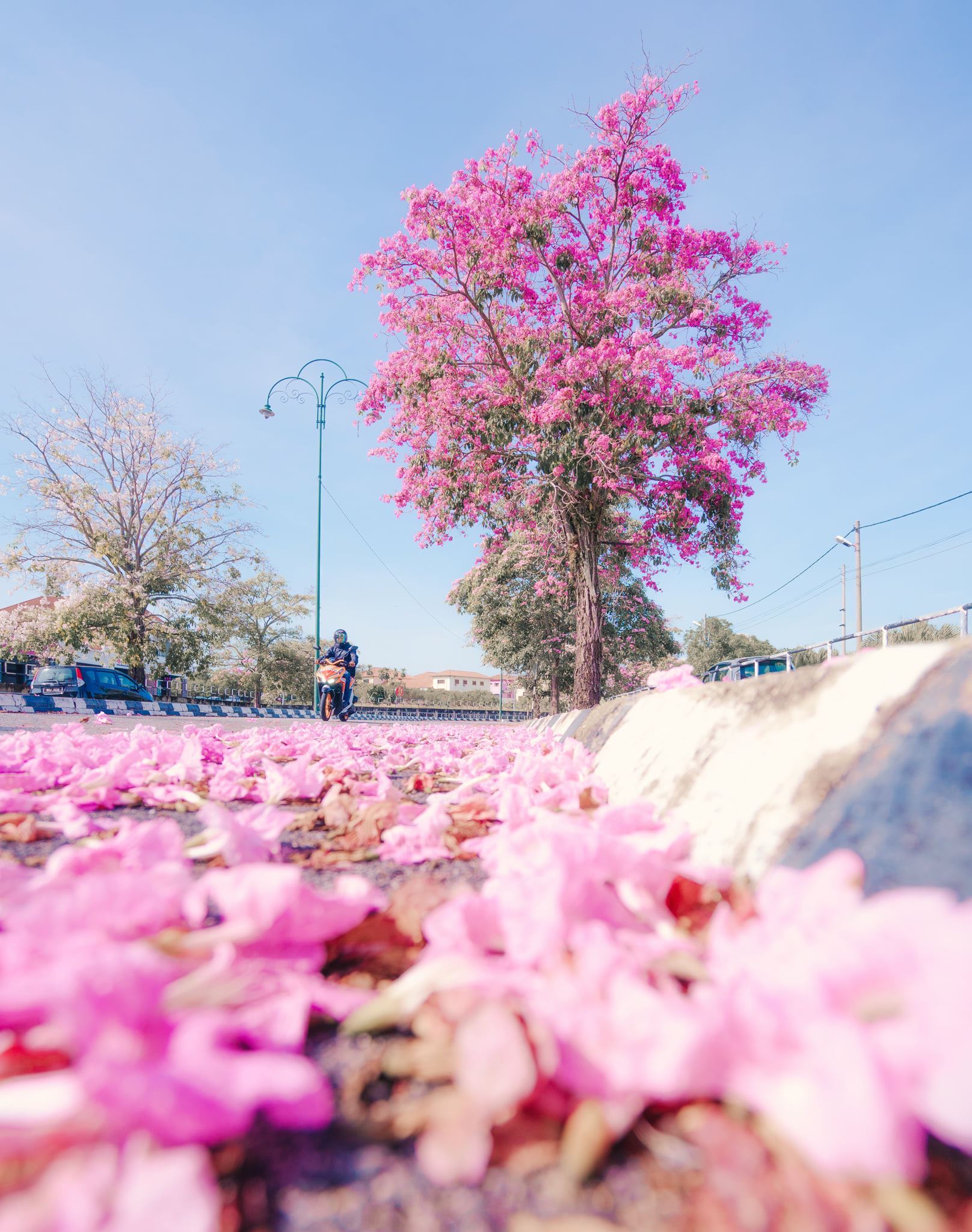 cherry blossoms in malaysia! here’s where you can find the sakura trees!