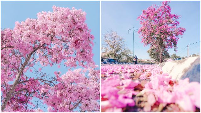 sakura-cherry-blossoms-malaysia-instagram-worthy-photography-japan.jpg