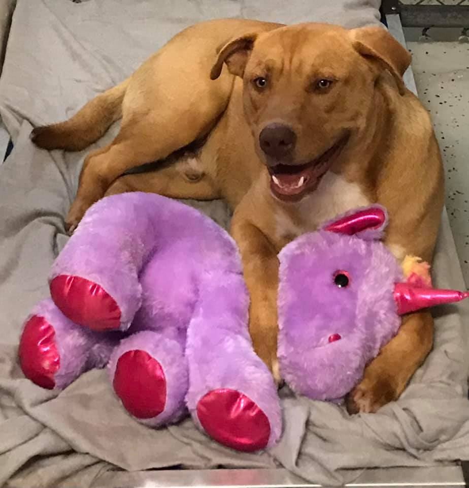 stray dog who kept stealing stuffed unicorn gets gifted it by animal control 