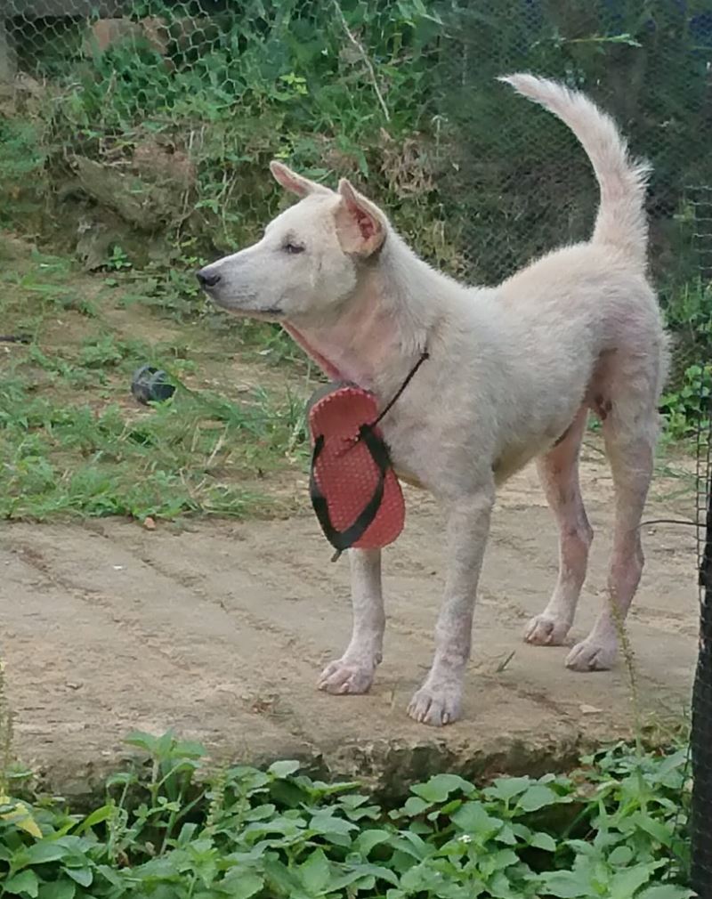 woman gave her doggo a “slipper medal” because he likes chewing on slippers
