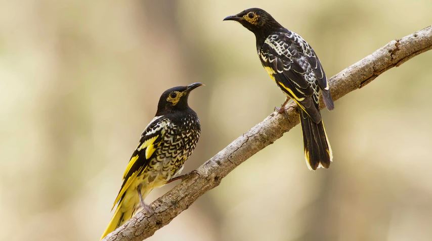 gara-gara lupa bunyi sepatutnya mereka buat masa mengawan, burung ni bakal pupus