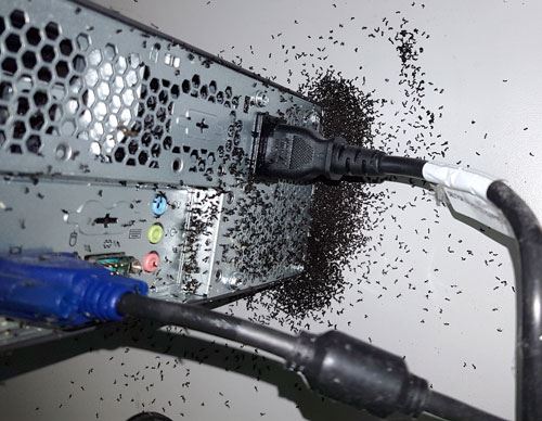 bahaya jika semut suka bersarang dalam suis elektrik