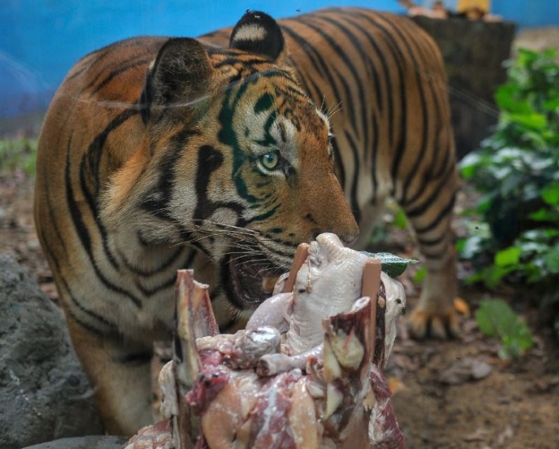 happy 2nd birthday to zoo negara’s malayan tigers, hebat and wira!