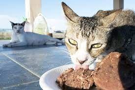 pupuk rasa sayang haiwan, setiap hari beri 100 kucing jalanan makanan