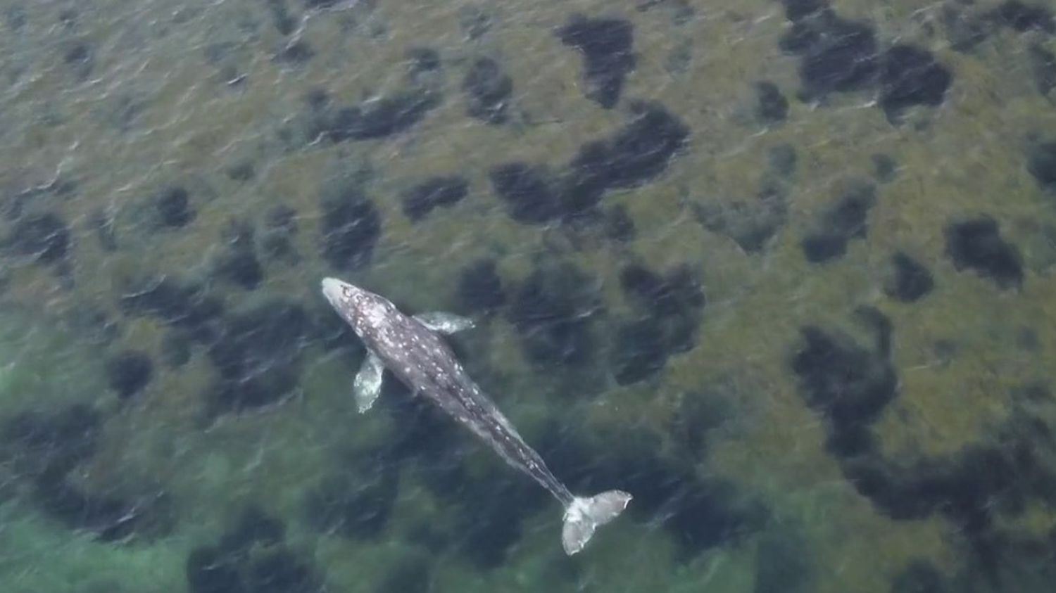 scientists are worried that this lost whale in the mediterranean may not survive