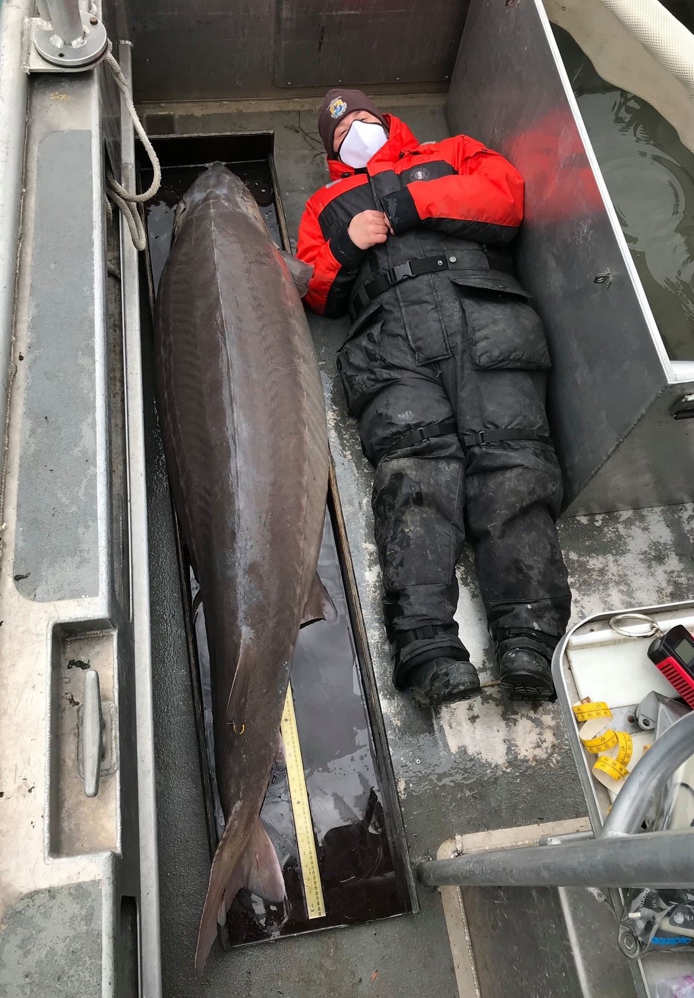 sekumpulan penyelidik berjaya tangkap ‘gergasi sungai’ berusia 100 tahun 