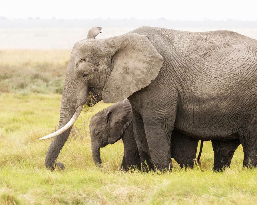 அன்பென்றாலே அம்மா!