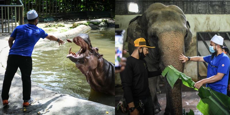 ustaz ebit lew visits zoo negara to donate food in light of mco 3.0
