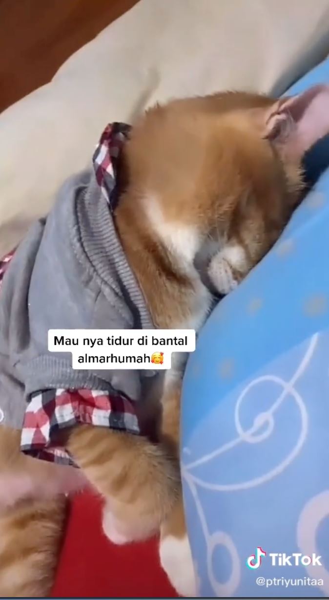 cat won’t stop crying after owner passes away and breaks the internet’s hearts