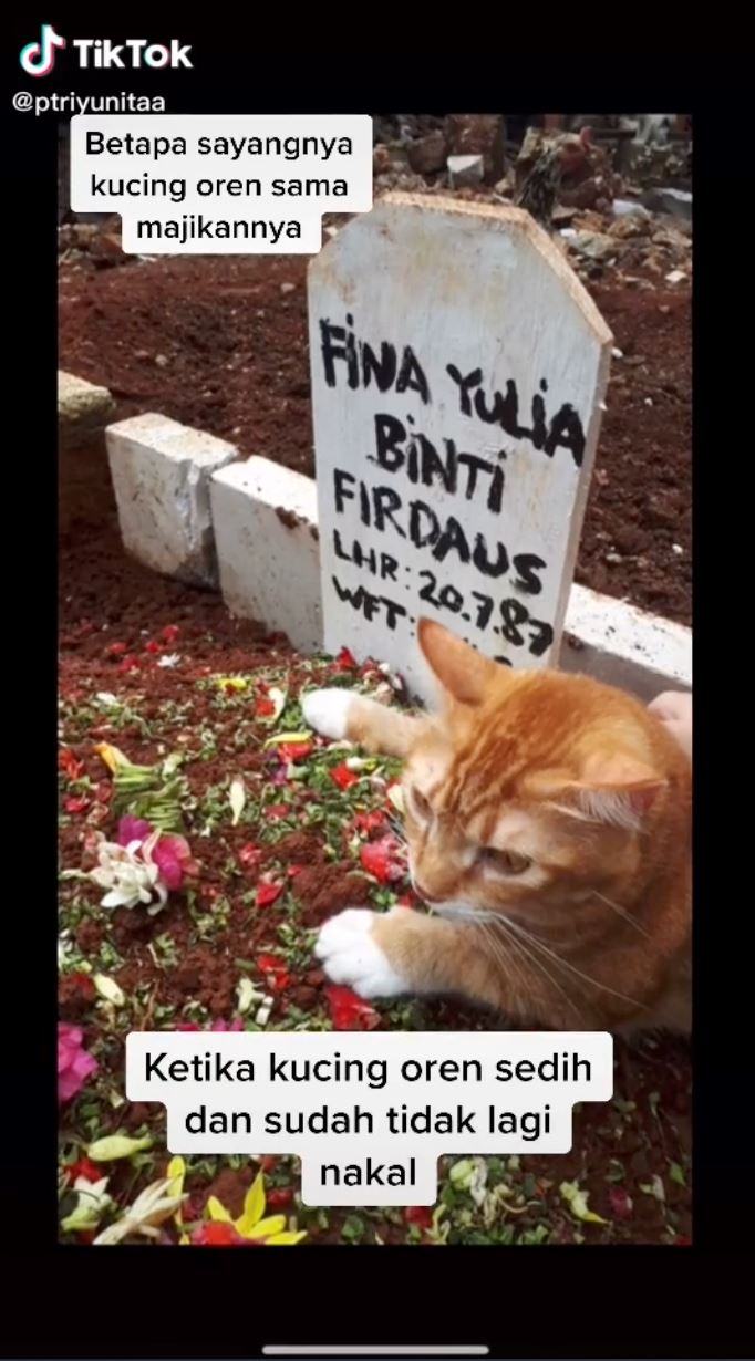 cat won’t stop crying after owner passes away and breaks the internet’s hearts