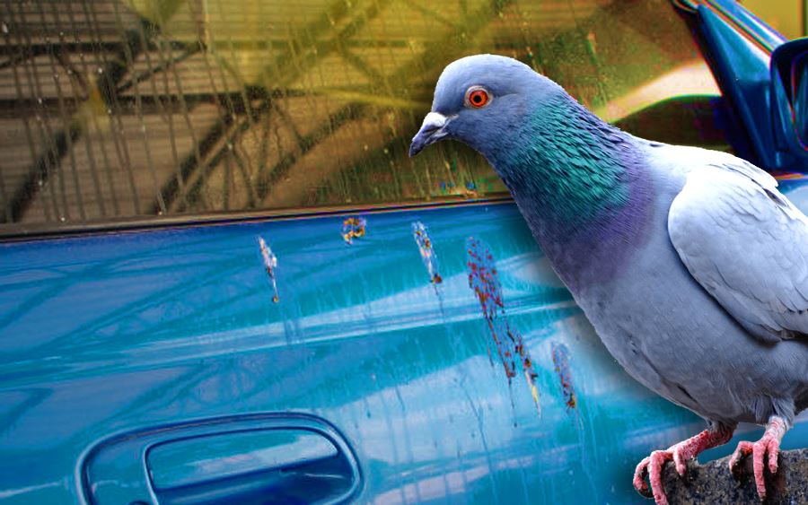 kenderaan sering terkena najis burung? jangan biar begitu