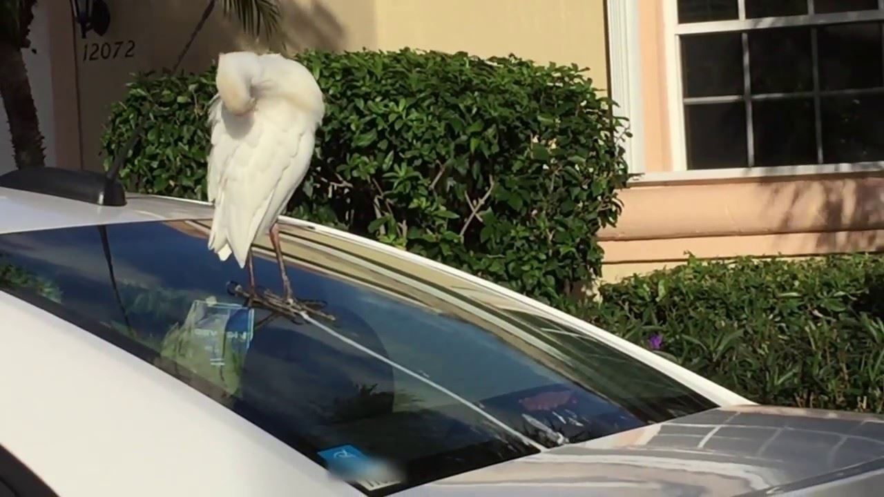 kenderaan sering terkena najis burung? jangan biar begitu