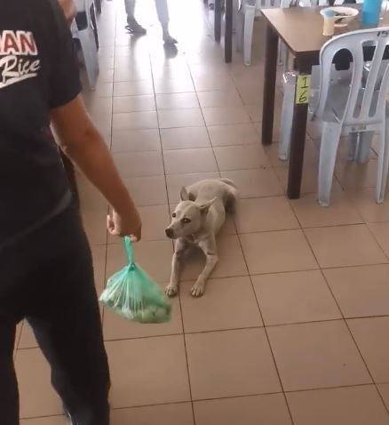 dog who went viral for regularly tapau-ing chicken rice passes away