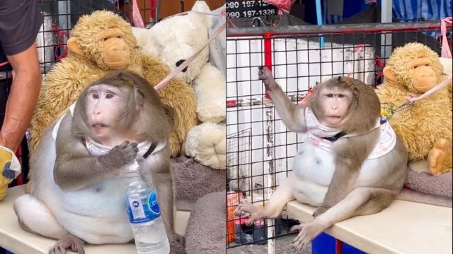 seronok makan, monyet bernama godzilla obes