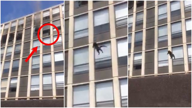 cat-jumps-off-5th-floor-building-walks-off-viral-chicago-1.jpg