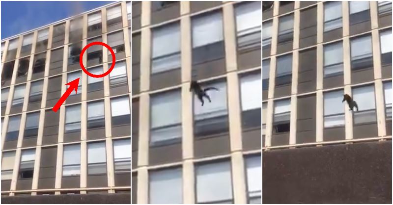 [watch] cat walks off casually after jumping from 5th floor of burning building