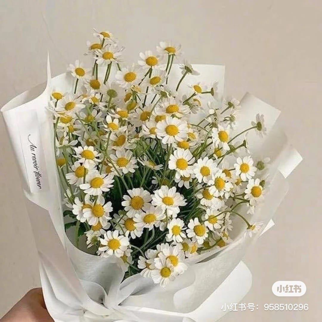 在家可以种「满天星、小雏菊」呀❗️方法大公开🌼