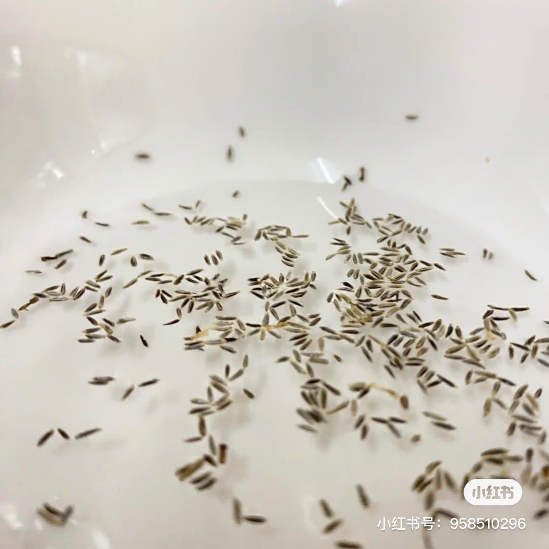 在家可以种「满天星、小雏菊」呀❗️方法大公开🌼