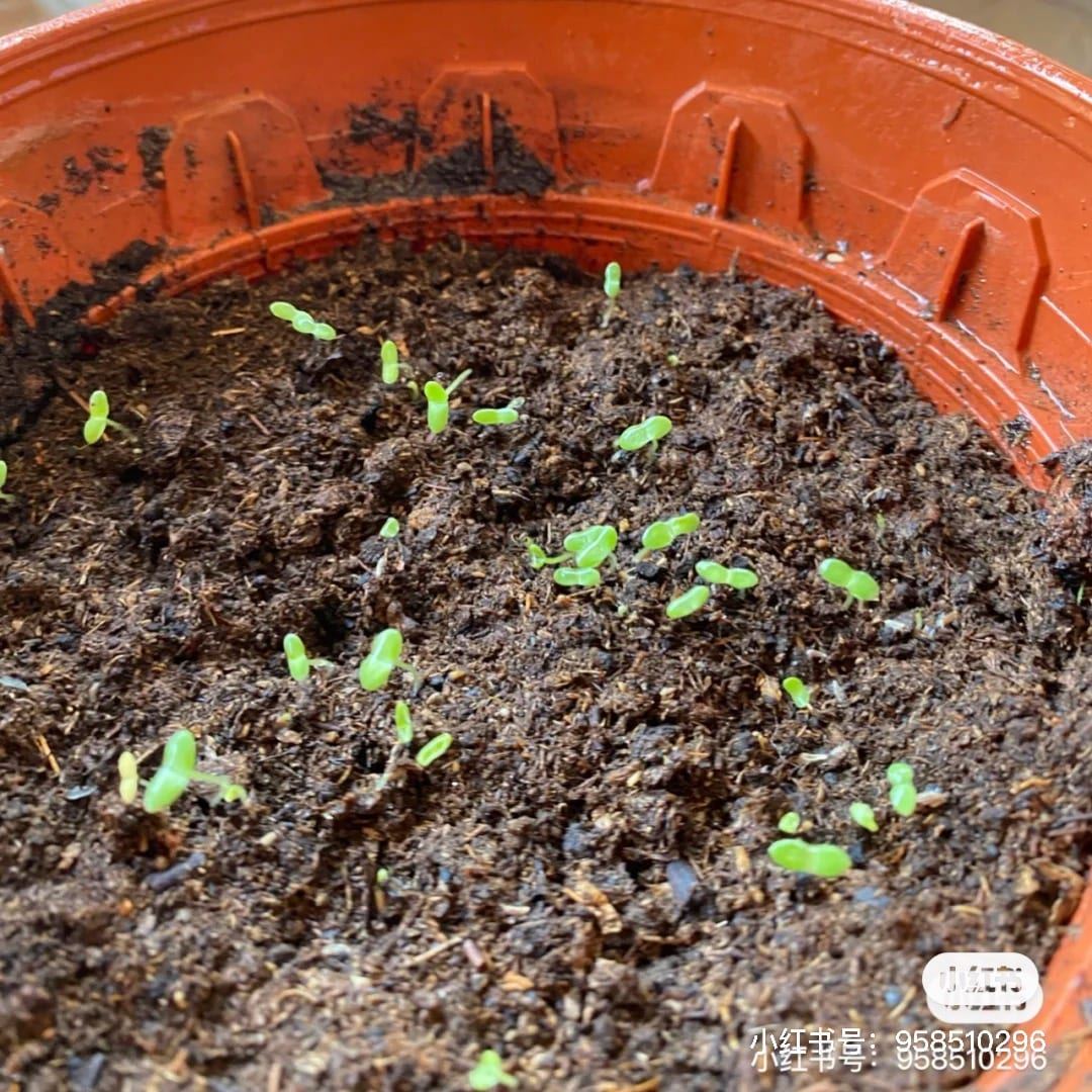 在家可以种「满天星、小雏菊」呀❗️方法大公开🌼