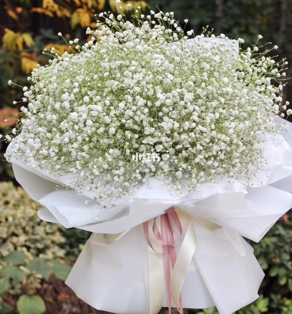 在家可以种「满天星、小雏菊」呀❗️方法大公开🌼