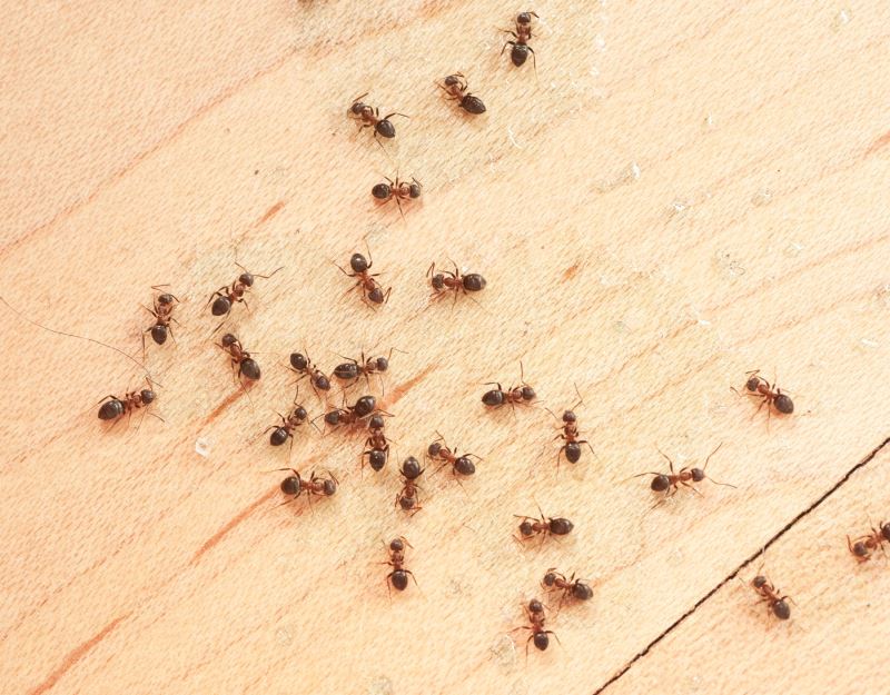 here’s how you can safely remove ants from your home