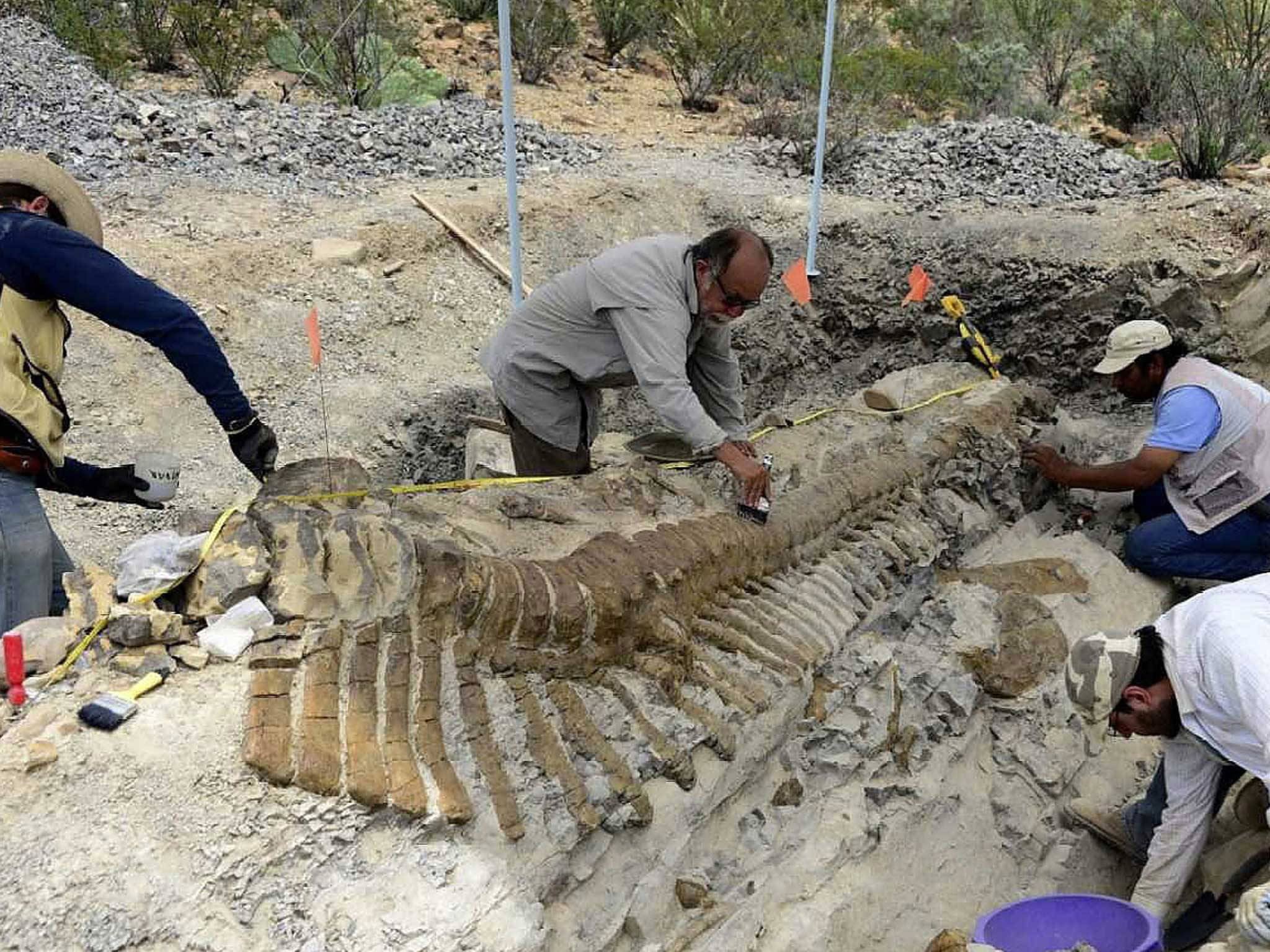 fosil dinosaur spesies jarang dijumpai muncul di mexico