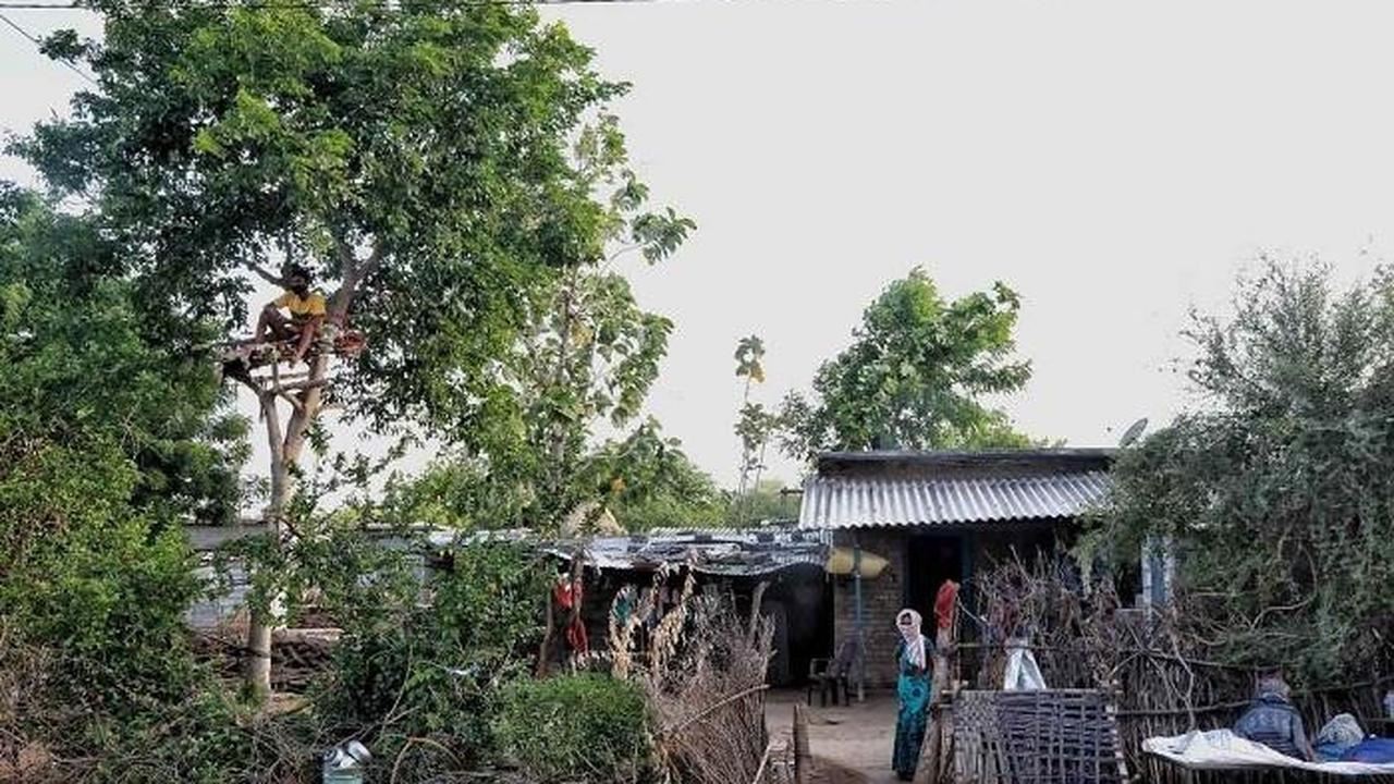 demi lindungi keluarga, pemuda kuarantin kendiri di atas pokok