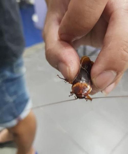 lelaki temui lipas tercedera, bawa ke veterinar untuk dirawat