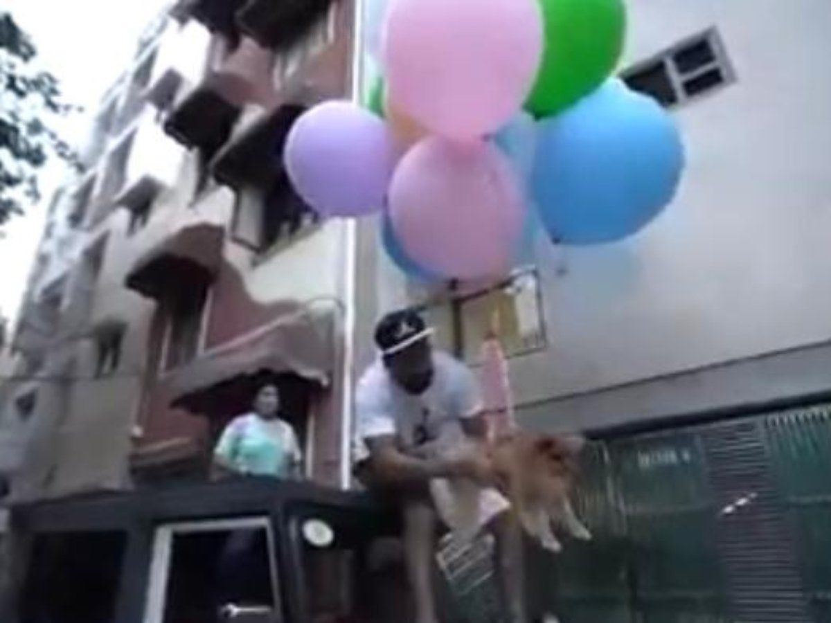youtuber arrested for using helium balloons to make dog fly for content
