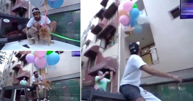 youtuber arrested for using helium balloons to make dog fly for content