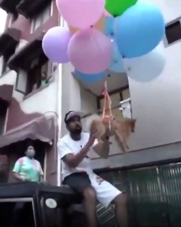 youtuber arrested for using helium balloons to make dog fly for content