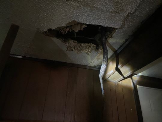 pasangan terkejut temui ular berbisa apabila siling rumah runtuh