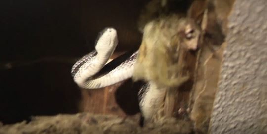 pasangan terkejut temui ular berbisa apabila siling rumah runtuh