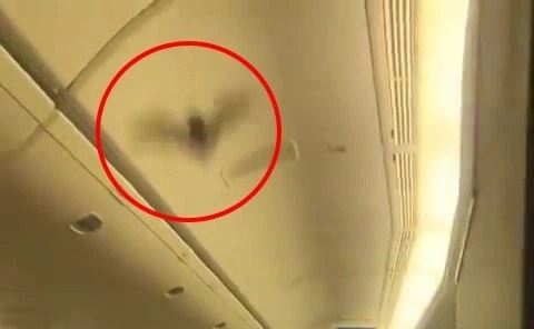 pesawat terpaksa patah balik lepas kelawar terbang dalam kabin