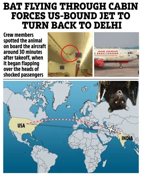pesawat terpaksa patah balik lepas kelawar terbang dalam kabin