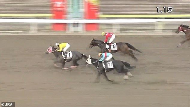 race horse with tongue twister name sumomomomomomomomo goes viral online!