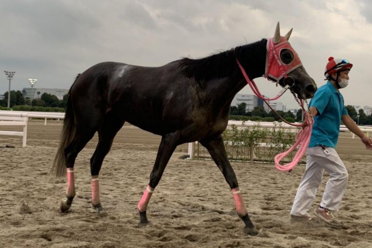 race horse with tongue twister name sumomomomomomomomo goes viral online!