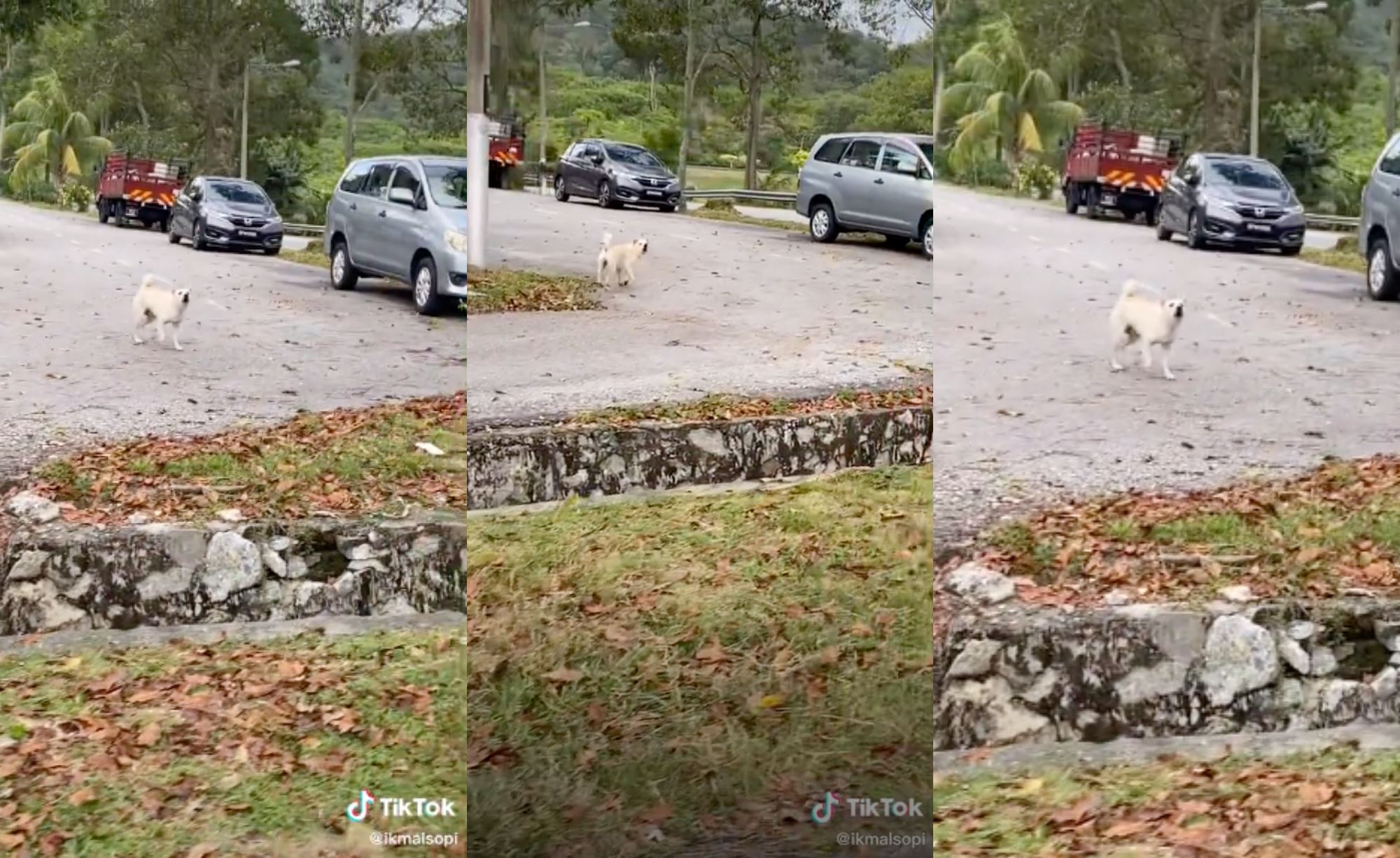 tired of getting chased by dogs, delivery rider decides to chase a dog that was barking at him