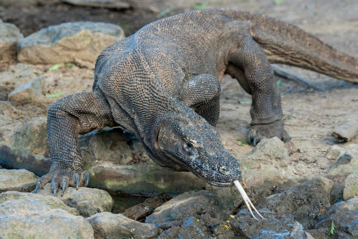 indonesia is breeding komodo dragons in an effort to save the world’s largest lizards from extinctio