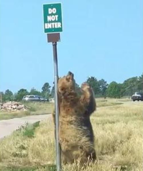 [video] sakan habis! beruang kelihatan seolah-olah sedang menari, padahal tengah garu badan!