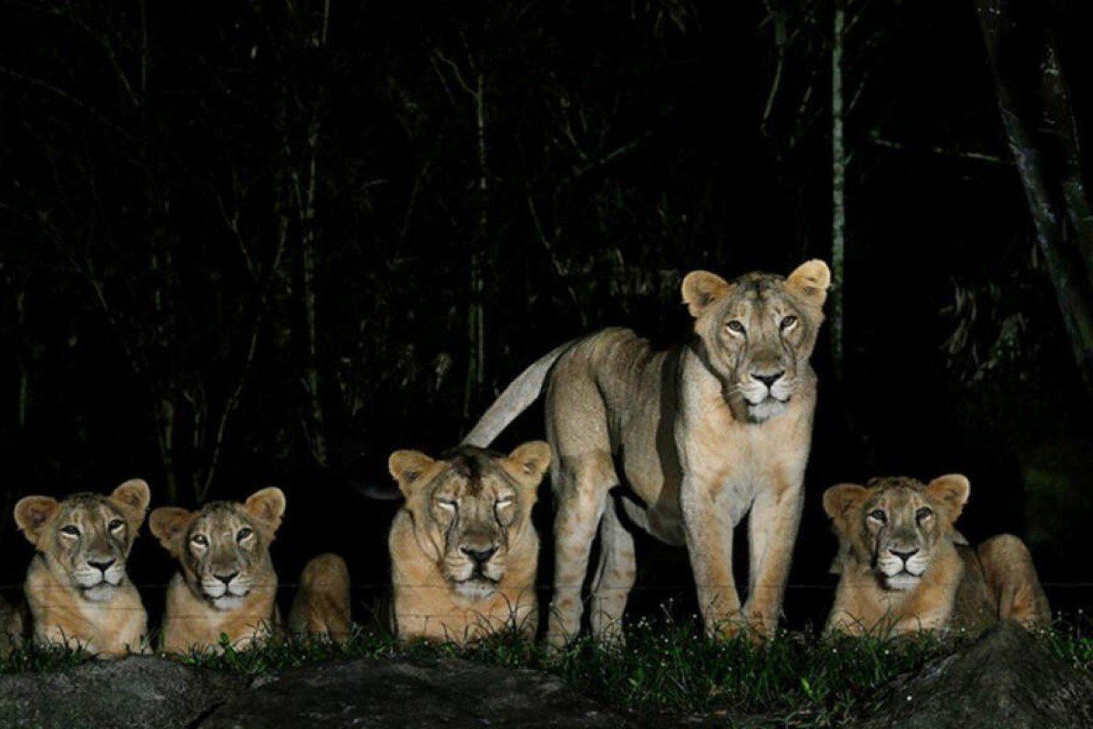 zoo singapura lapor 4 singa asia sah positif covid-19, dijangkiti daripada kakitangan