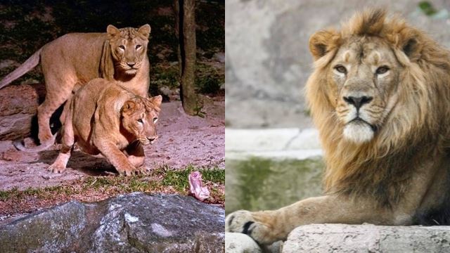 zoo singapura lapor 4 singa asia sah positif covid-19, dijangkiti daripada kakitangan